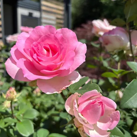 Garden * أوبرفيلاخ
